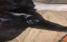 Mixed Breed dogs for sale: Labrador x German Shepard puppies - Image 11