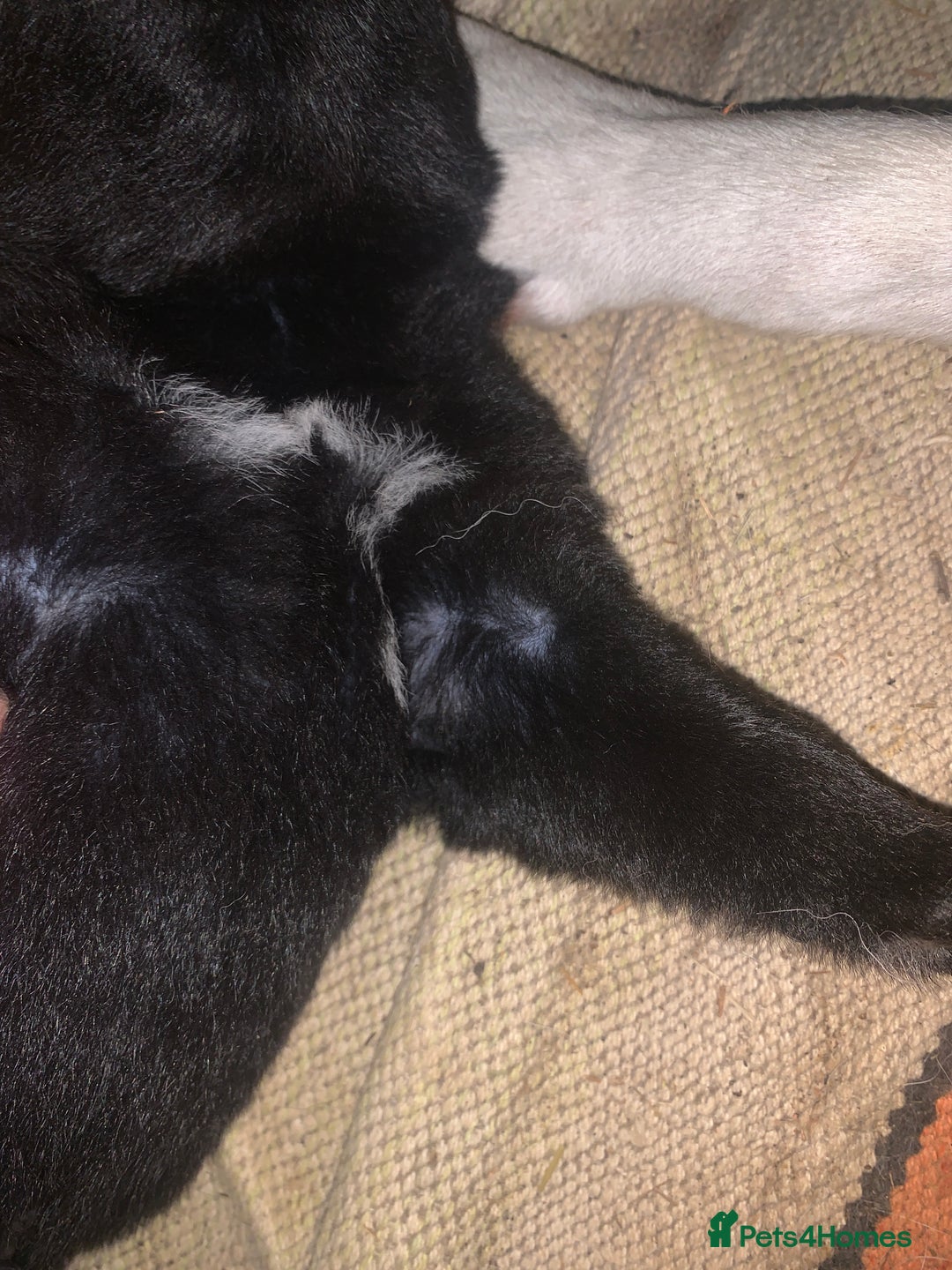 Mixed Breed dogs for sale: Labrador x German Shepard puppies - Image 11