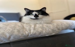 Domestic Shorthair cats for sale: Jesse - male 7 years old - Advert 8