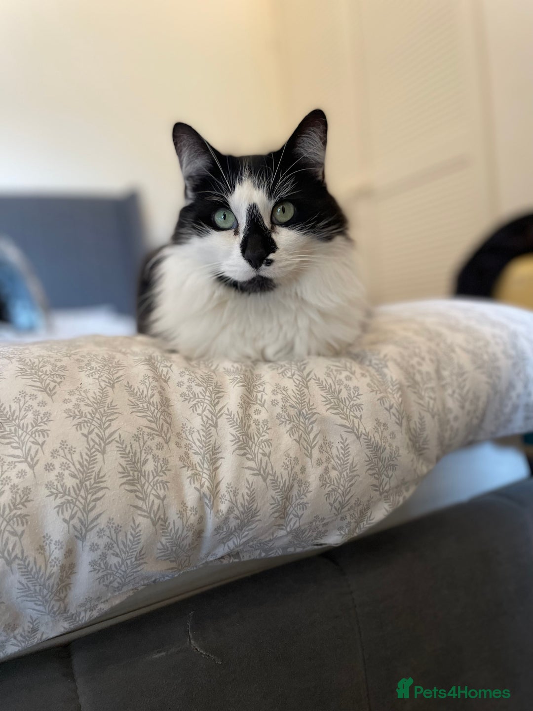 Domestic Shorthair cats for sale: Jesse - male 7 years old - Advert 8