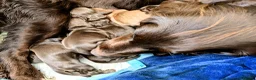 Sprocker dogs for sale: Beautiful F1B Sprocker Puppies  in Welshpool - Advert 19