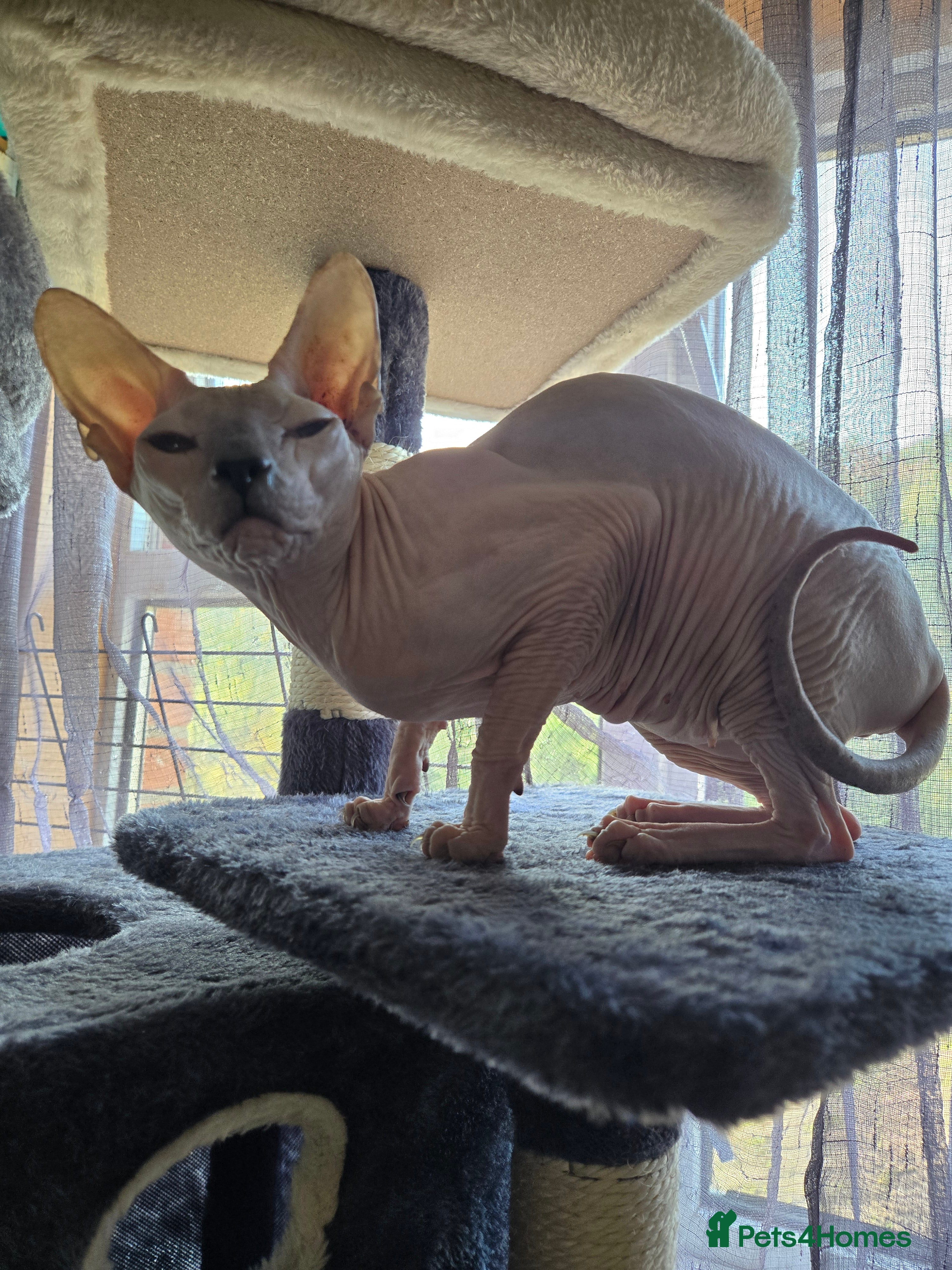 Sphynx cats Urgent 2 Sphynx Female  - Advert 10