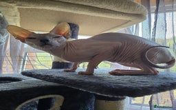 Sphynx cats for sale: Urgent 2 Sphynx Female  - Image 1