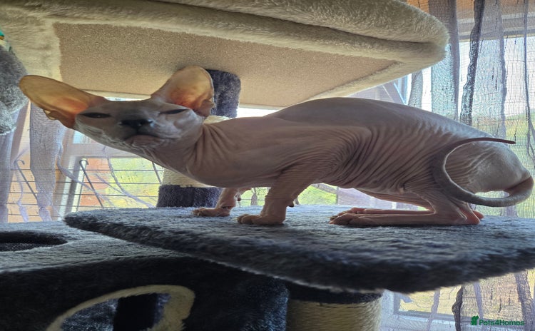 Sphynx cats - Advert 7