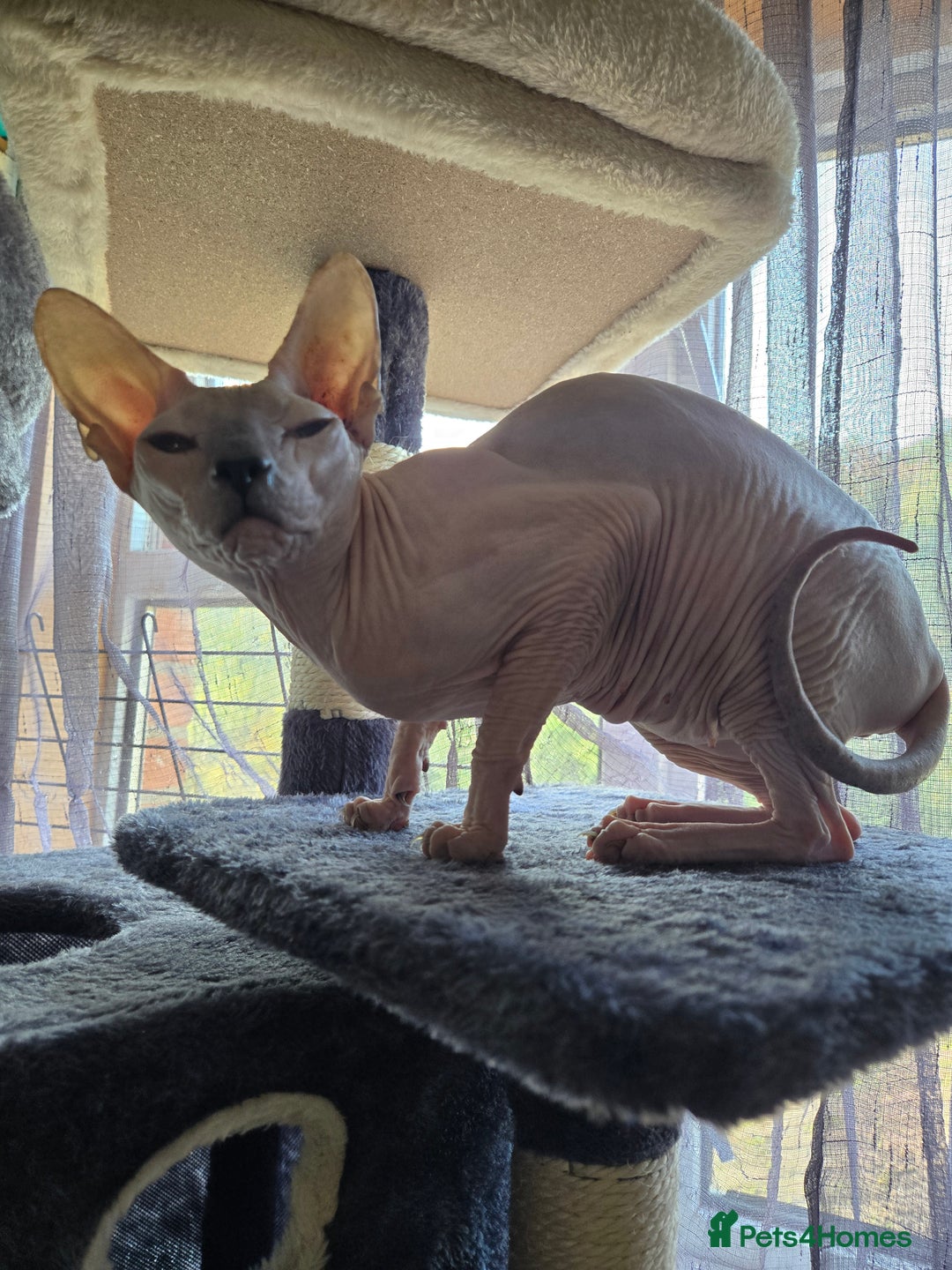 Sphynx cats for sale: Urgent 2 Sphynx Female  - Image 1