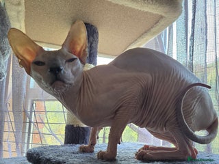 Sphynx cats - Advert 3