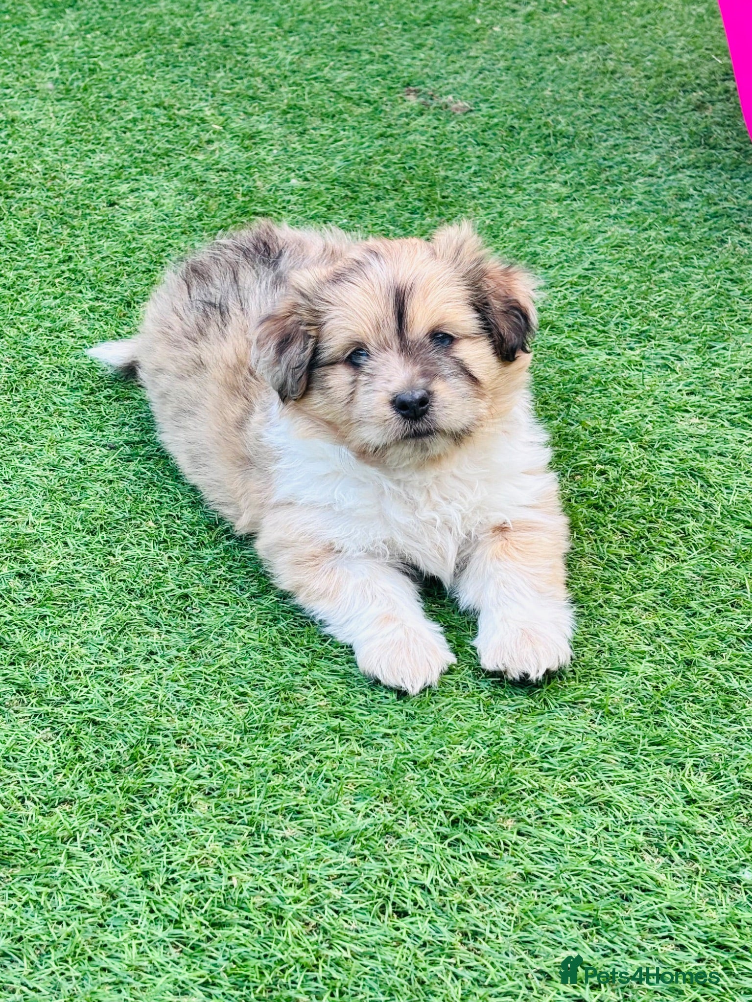 Mixed Breed dogs Sheltie cross puppies  - Advert 5