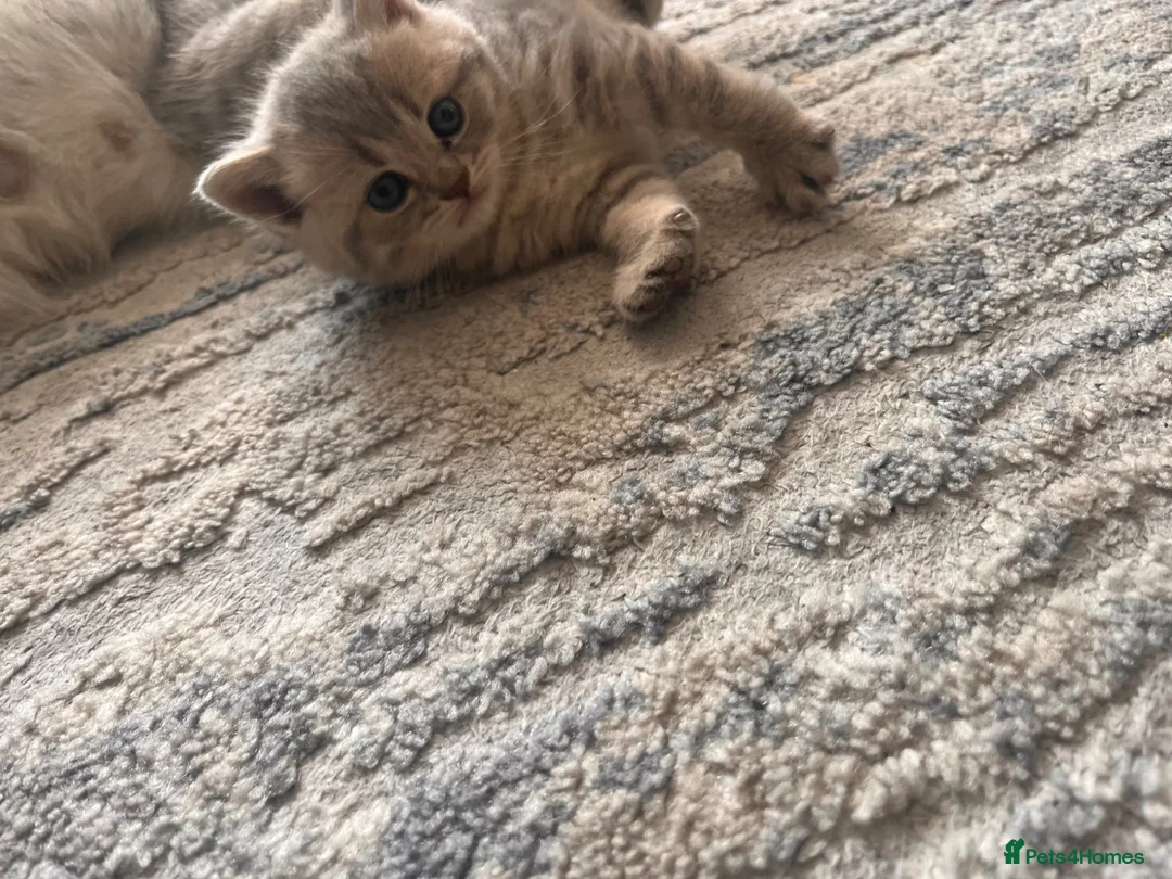 Scottish Fold cats for sale: Scottish fold/straight kittens  - Advert 2