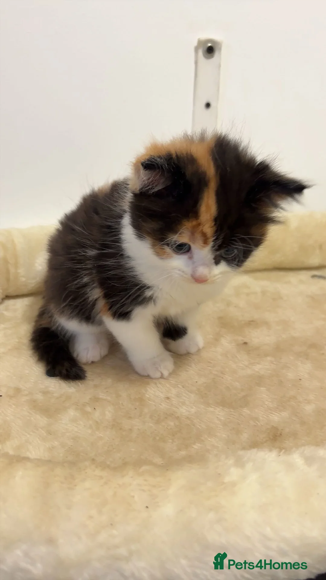 Mixed Breed cats for sale: x4 Mixed breed kittens - Ready to leave! - Advert 4