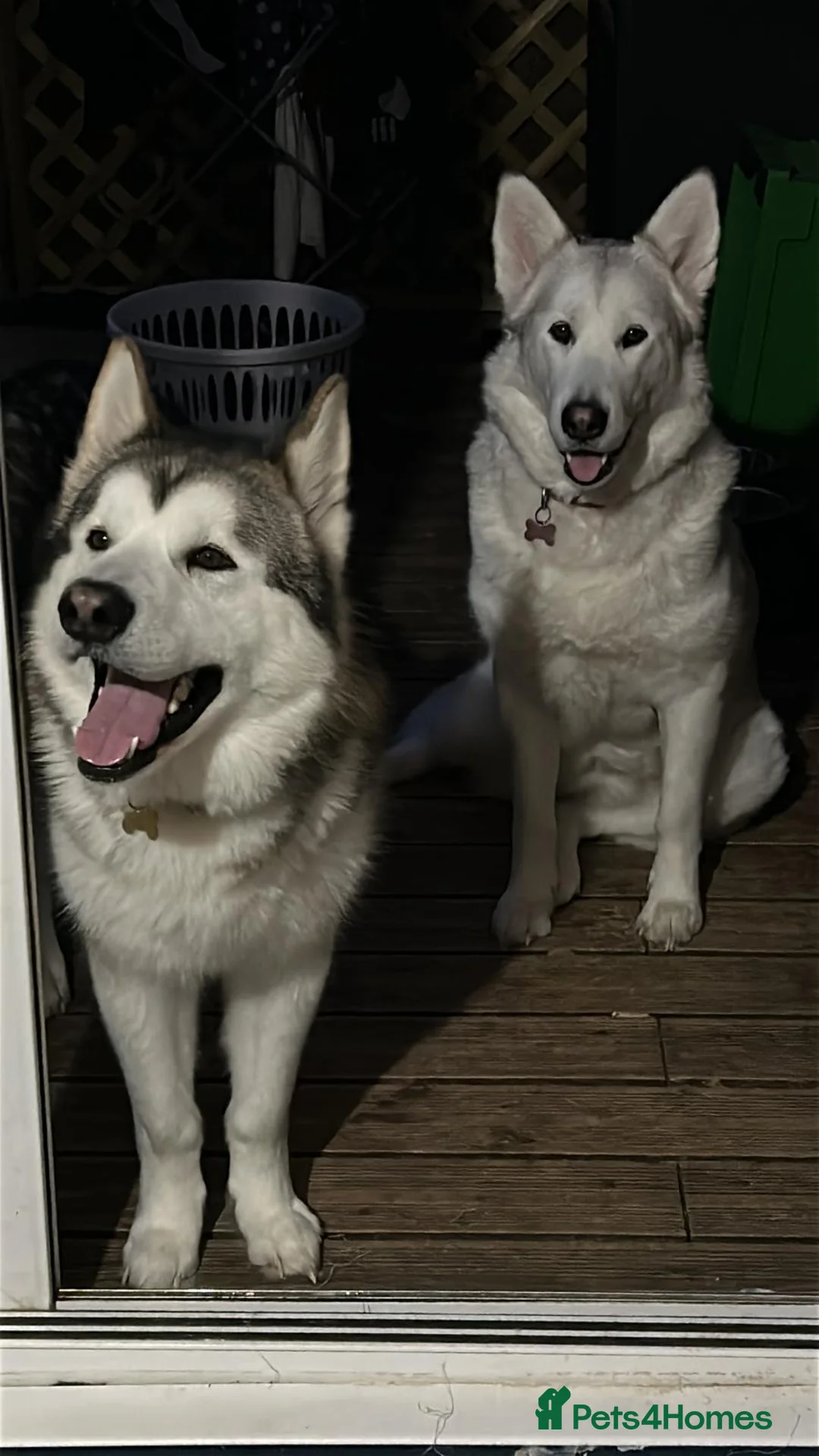 Alaskan Malamute dogs for sale: Alaskan malamute sisters (10 months) - Advert 2