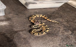 Python Snake reptiles for sale: Snakes for sale  - Image 3