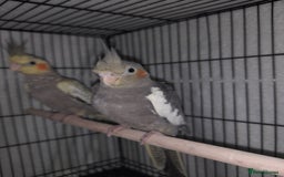 Cockatiels birds for sale: Beautiful cockatiels - Advert 5