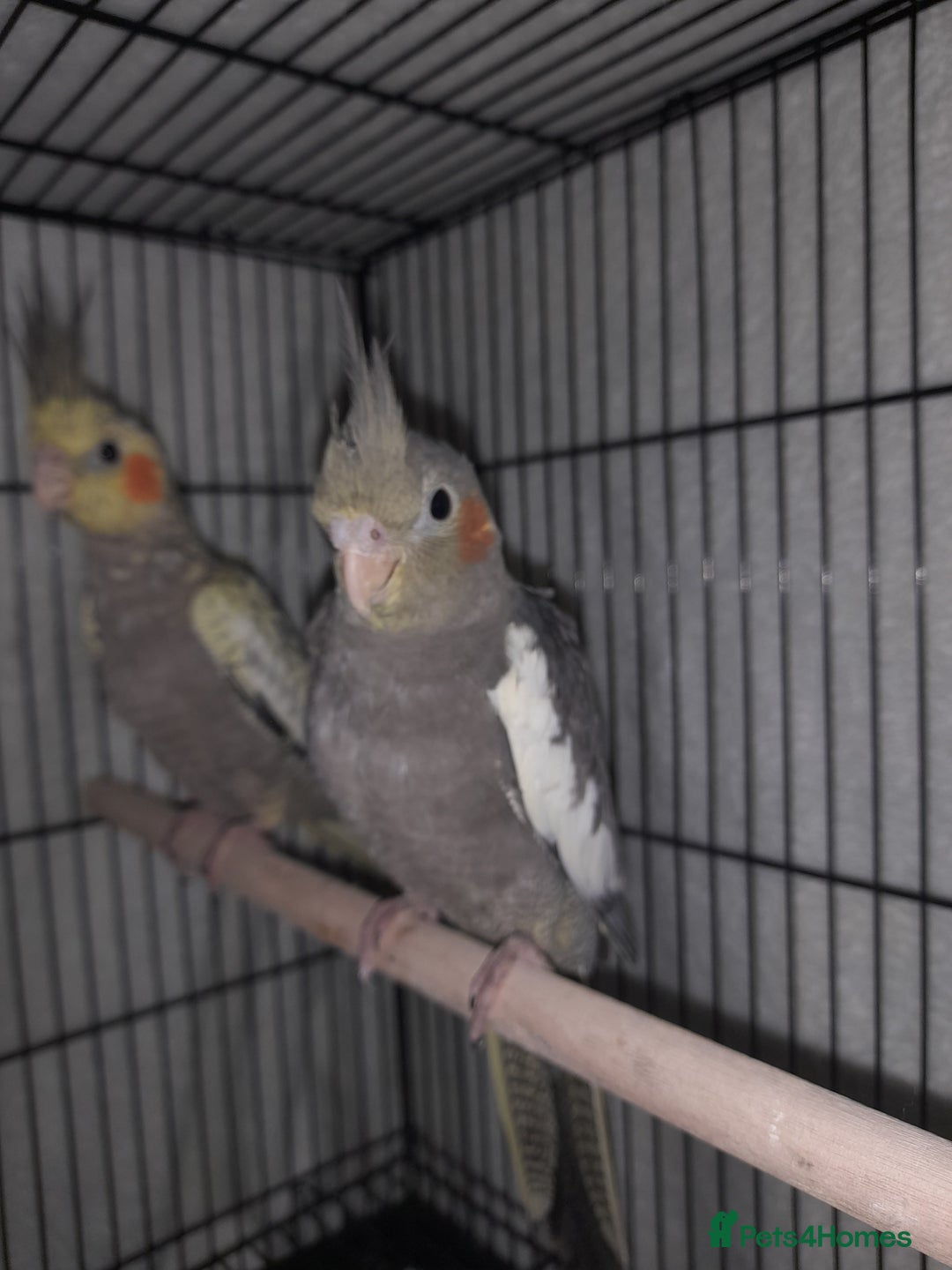 Cockatiels birds for sale: Beautiful cockatiels - Advert 5