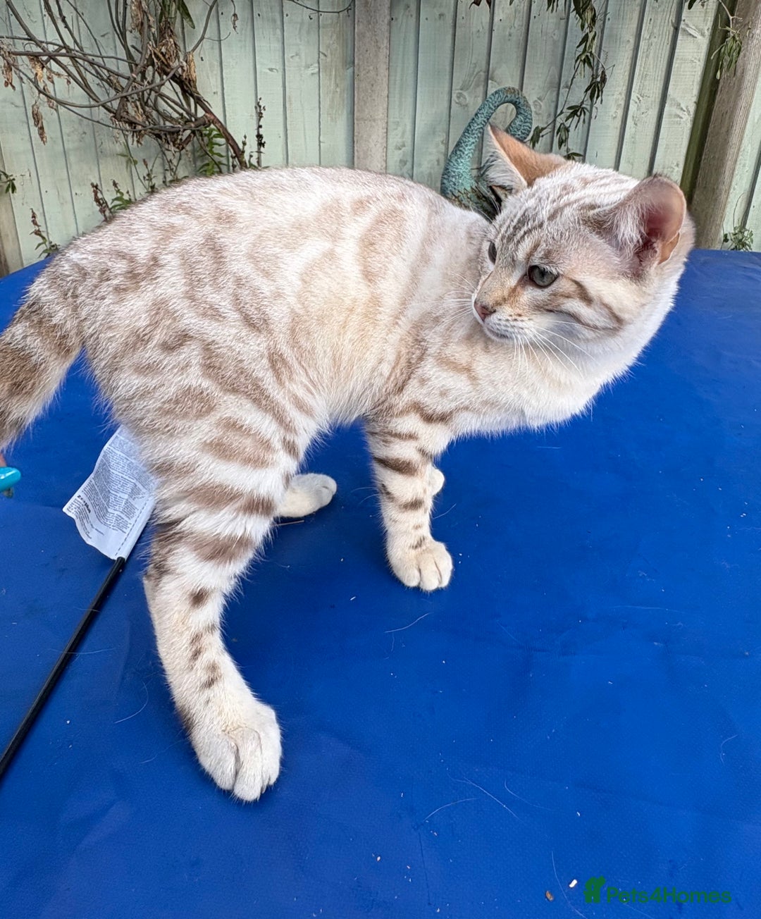 Keetso cats for sale: Superb polydactyl rosetted girl  - Advert 4