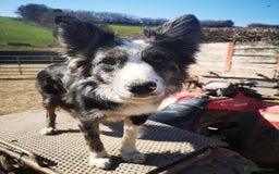 Border Collie dogs for sale: Stunning Fluffy Border Collies Puppies for Sale - Image 26