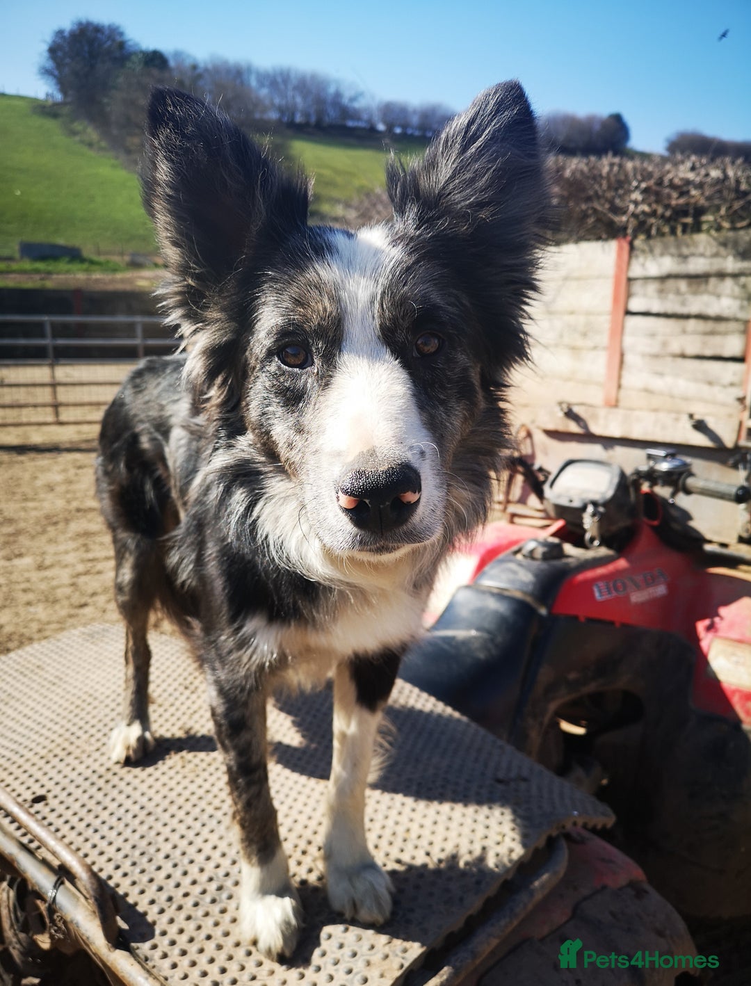 Border Collie dogs for sale: Stunning Fluffy Border Collies Puppies for Sale - Image 26