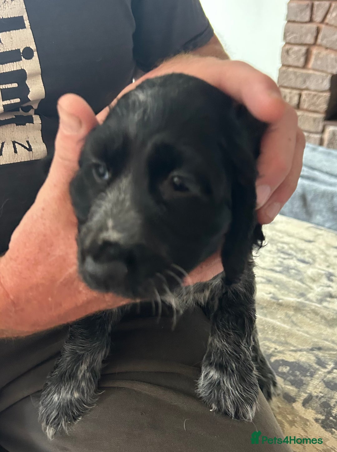 Cocker Spaniel dogs for sale: Blue roan cocker spaniels ready 17th September - Image 16