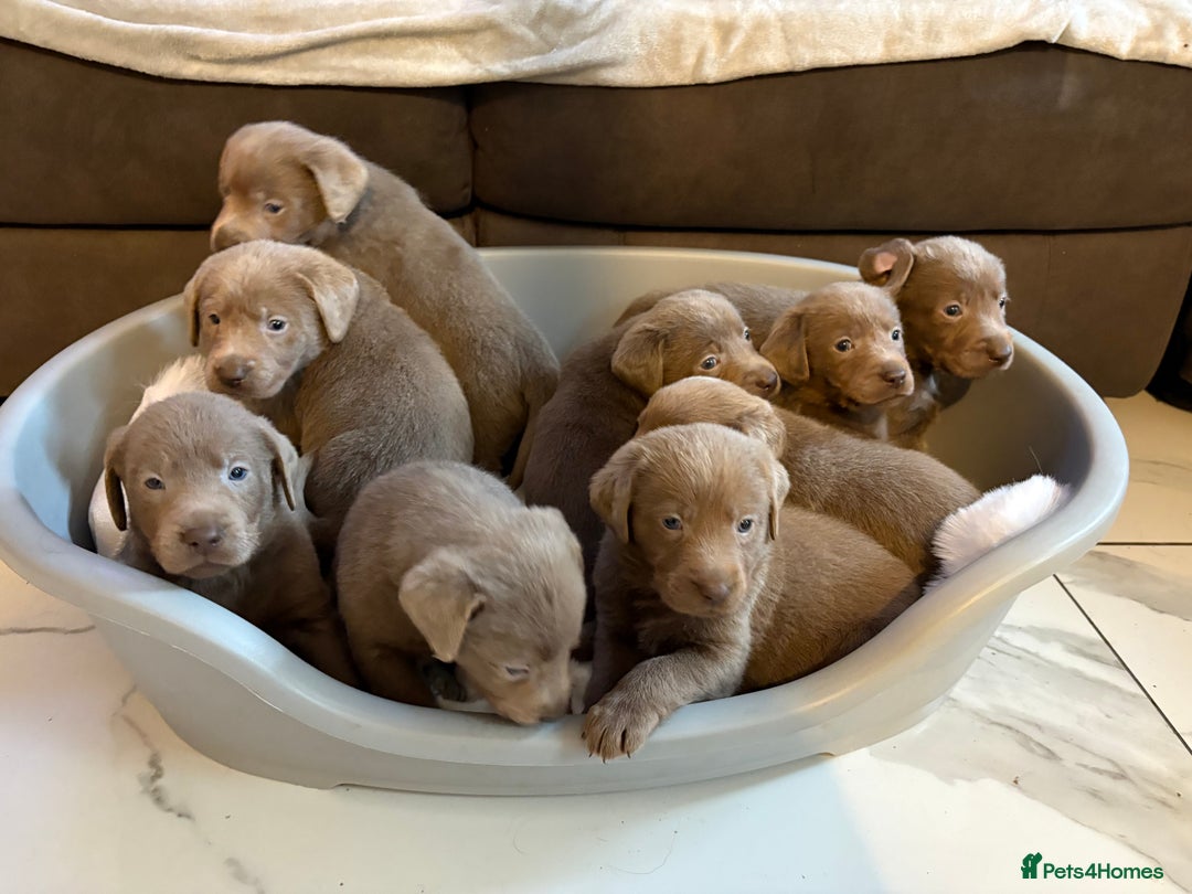 Labrador Retriever dogs for sale: Silver Labrador retriever puppies - Advert 4