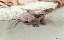 Sphynx cats for sale: Baby sphynx ready for reservation  - Image 11