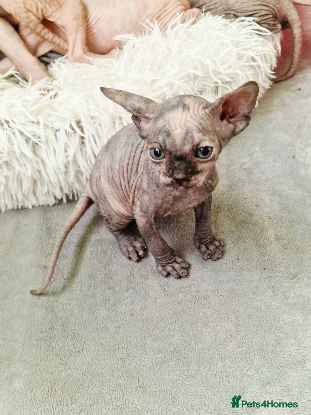 Sphynx cats for sale: Baby sphynx ready for reservation  - Image 11