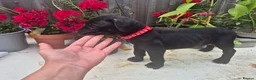 Presa Canario dogs for sale: Presa Canario Puppies ♥️  - Advert 6