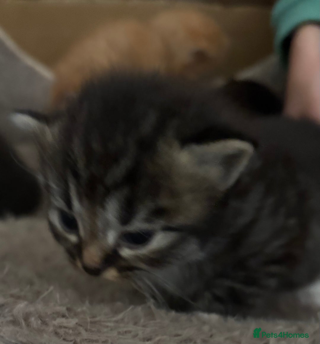 Mixed Breed cats for sale: 3 male fluffy kittens for sale - Image 14