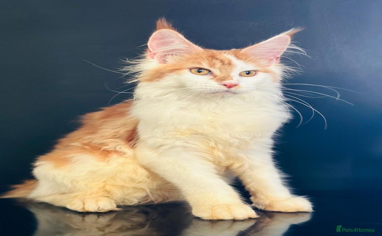 Maine Coon cats - Advert 15