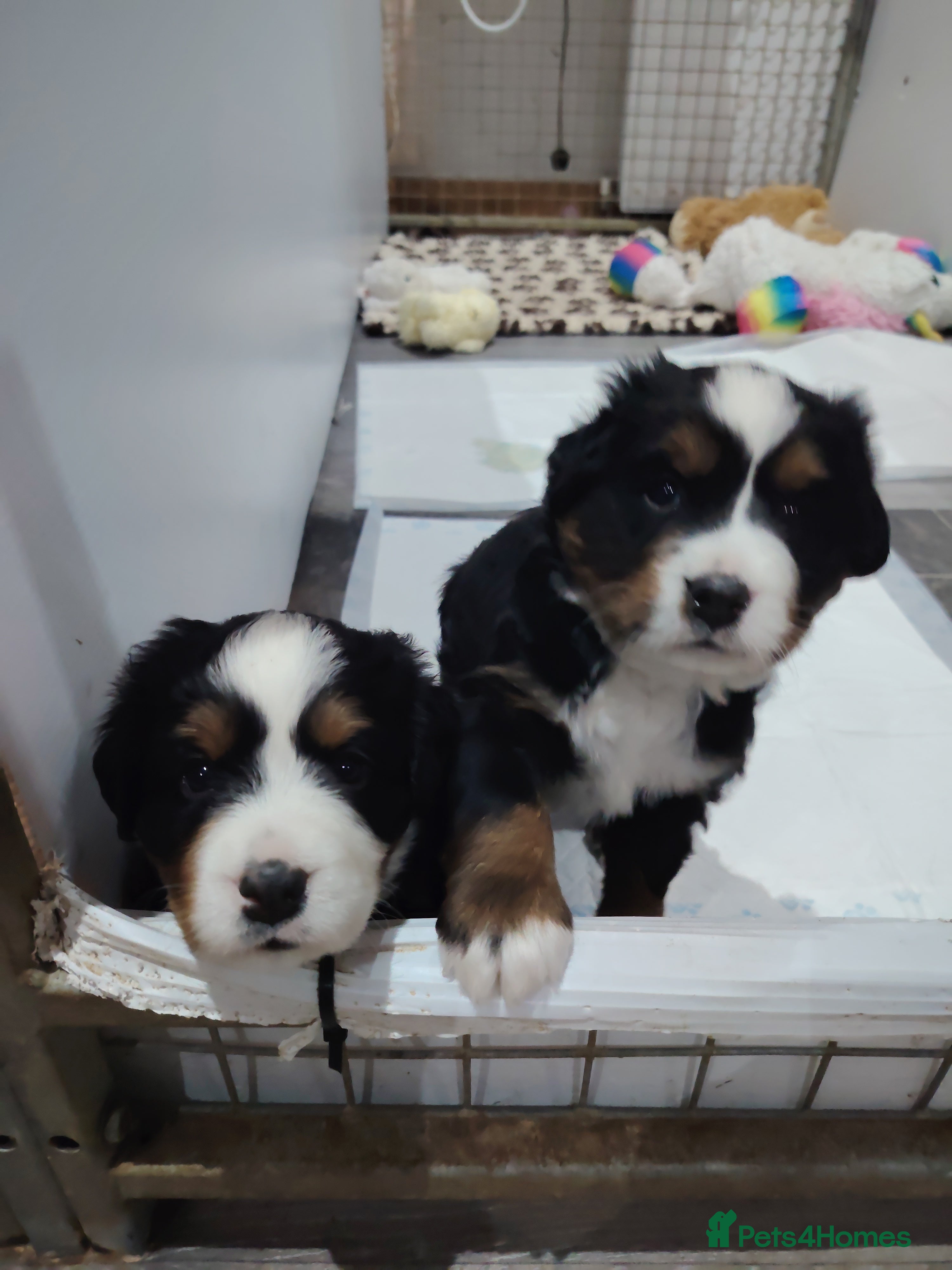 Bernese Mountain Dog dogs Bernese mountain dog puppies  - Advert 5