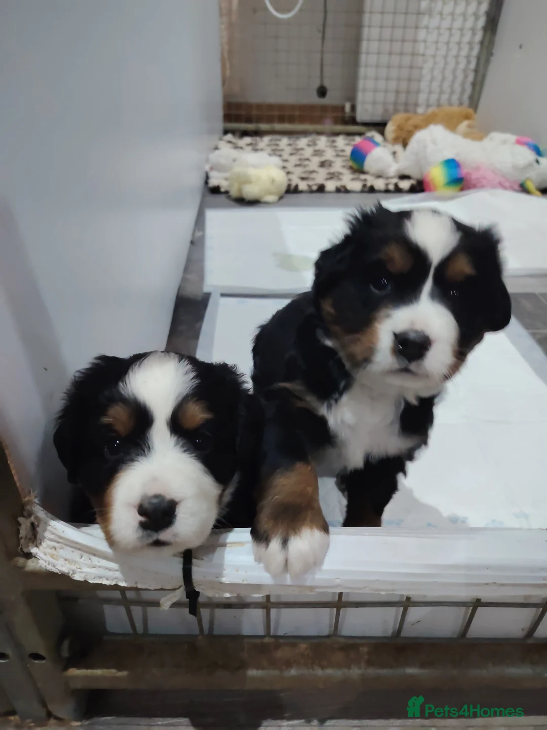 Bernese Mountain Dog dogs for sale: Bernese mountain dog puppies  - Advert 1