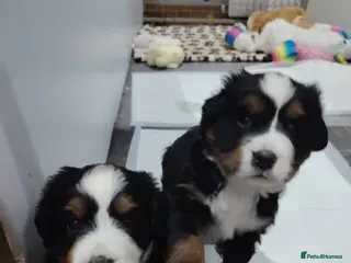 Bernese Mountain Dog dogs Bernese mountain dog puppies - Advert 5