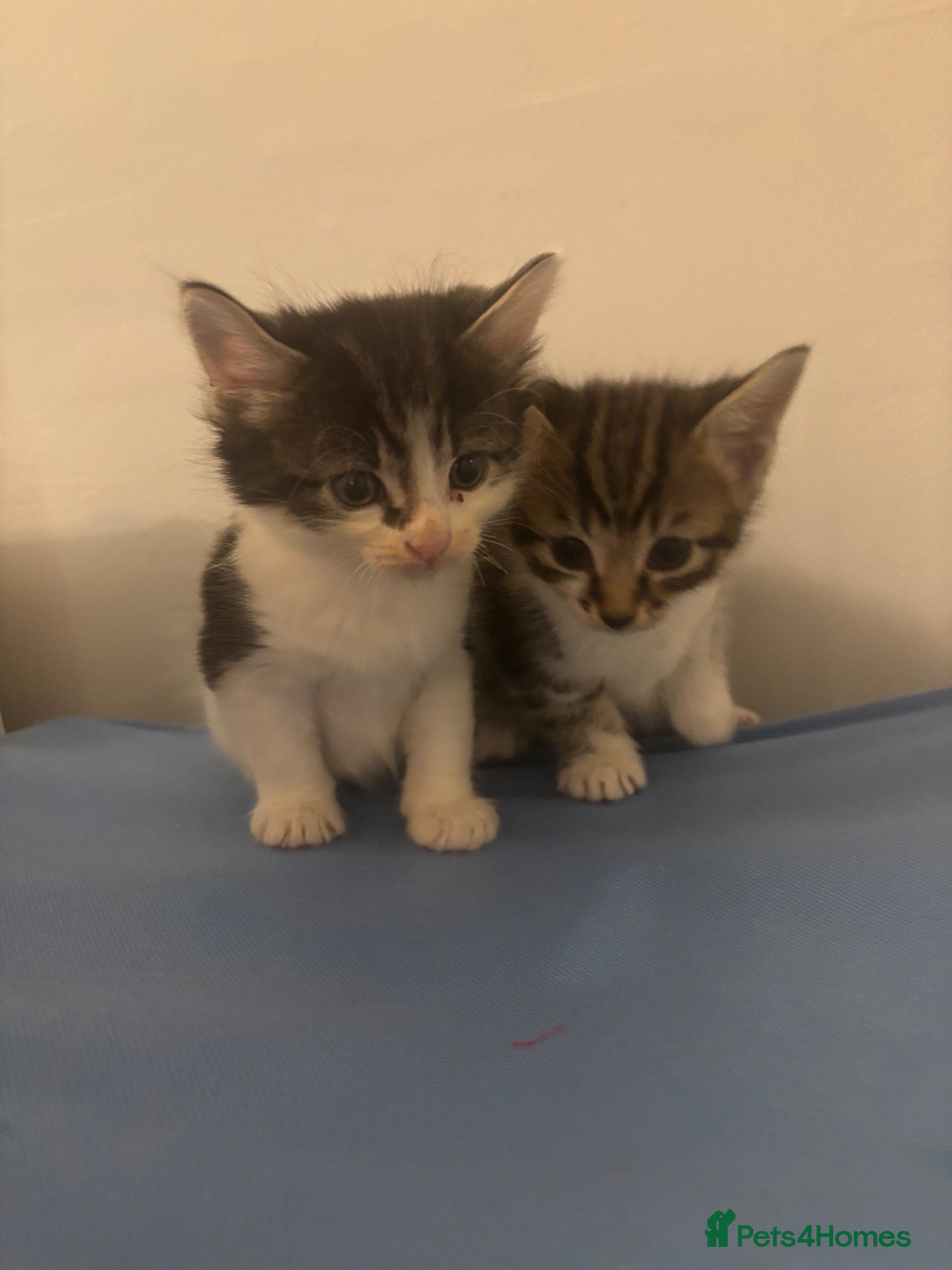 Mixed Breed cats Adorable playful kittens  - Advert 1