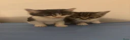 Mixed Breed cats for sale: Adorable playful kittens  - Advert 1