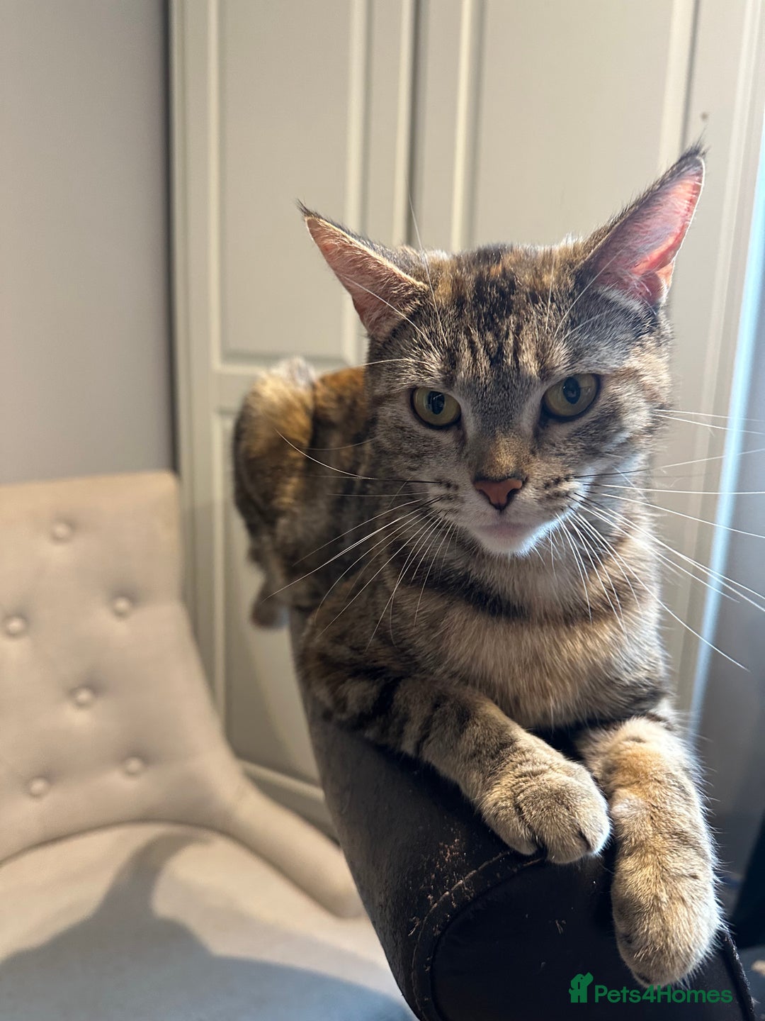 Mixed Breed cats for sale: Beautiful kittens - Image 25