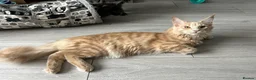Maine Coon cats for sale: Maine Coon Kittens – 4 Available !!! - Advert 15