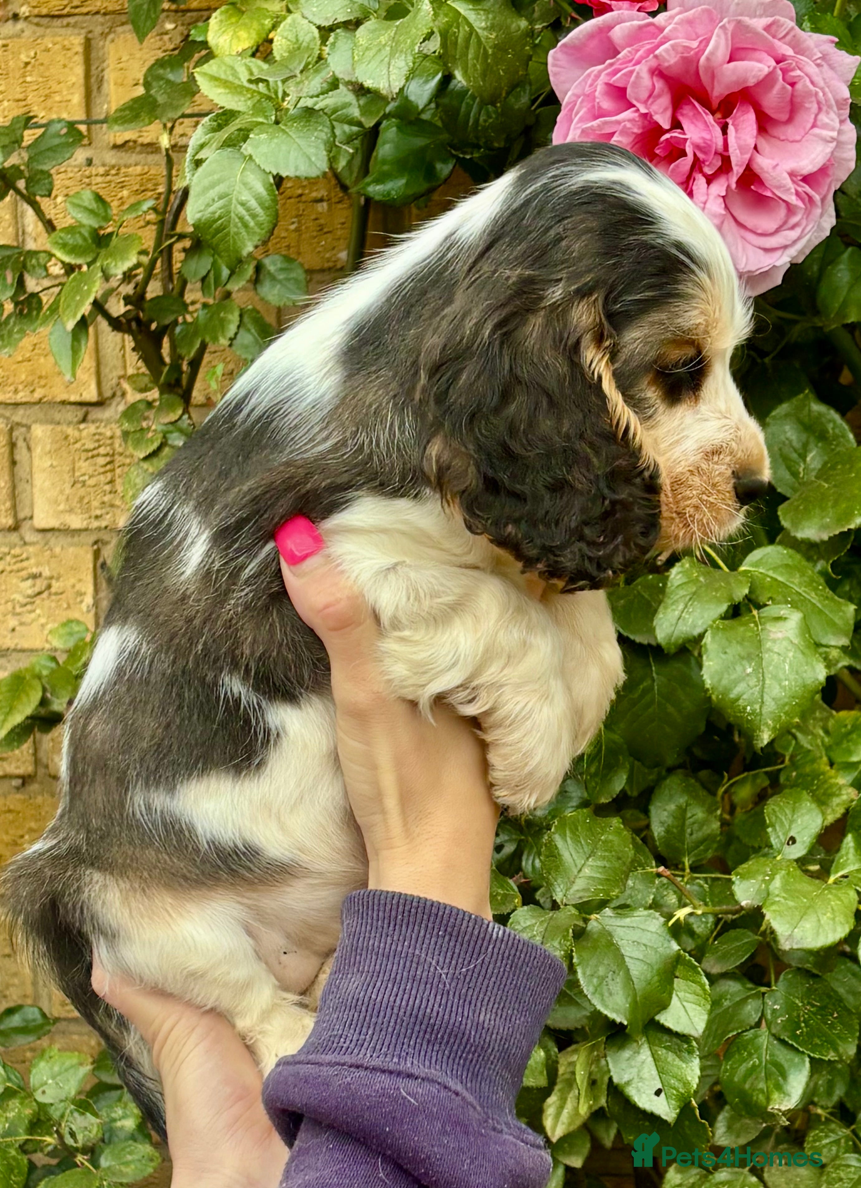 Cocker Spaniel dogs for sale: Champion Bloodlines Show Type Cocker Spaniels - Advert 2