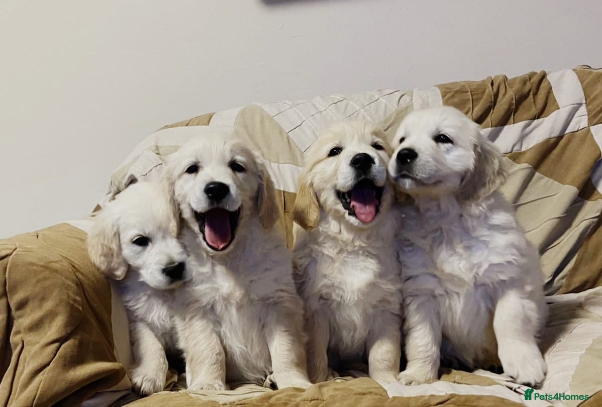 Golden Retriever dogs STUNNING GOLDEN RETRIEVER PUPPIES  - Advert 1
