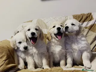 Golden Retriever dogs STUNNING GOLDEN RETRIEVER PUPPIES - Advert 6