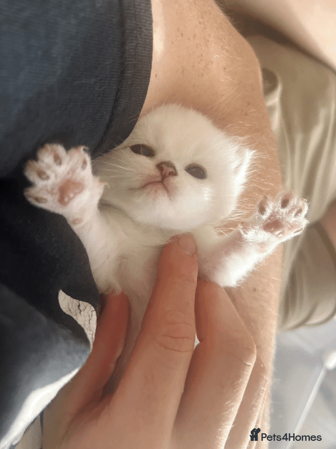 British Longhair cats for sale: 5 Beautiful blue eyed British Shorthair in London - Image 31