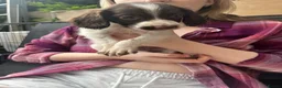 English Springer Spaniel dogs for sale: Springer spaniel pups - Advert 28