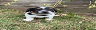 Jack russell x 5