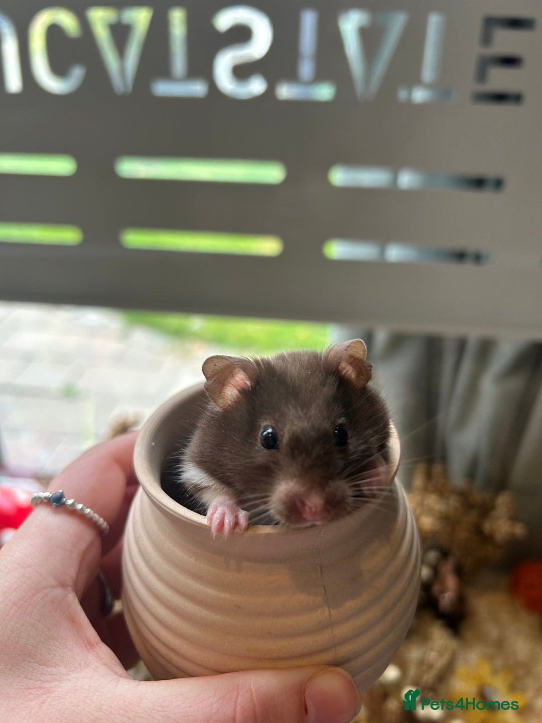 Hamster rodents for sale: Female Brown and White Syrian Hamster - Advert 3