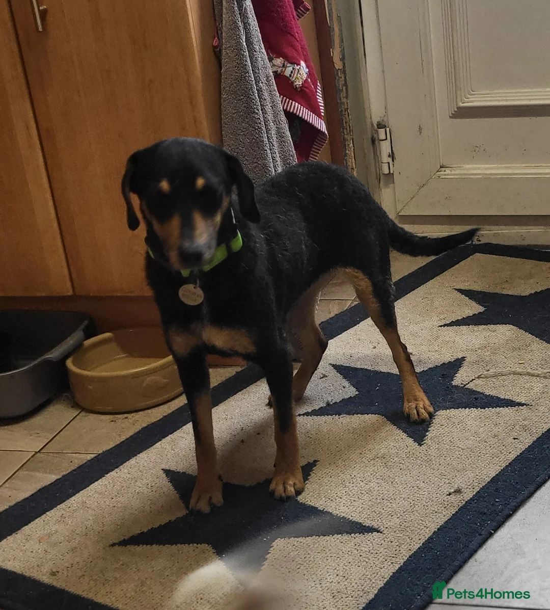 Mixed Breed dogs for adoption: BRONTE  - Advert 2