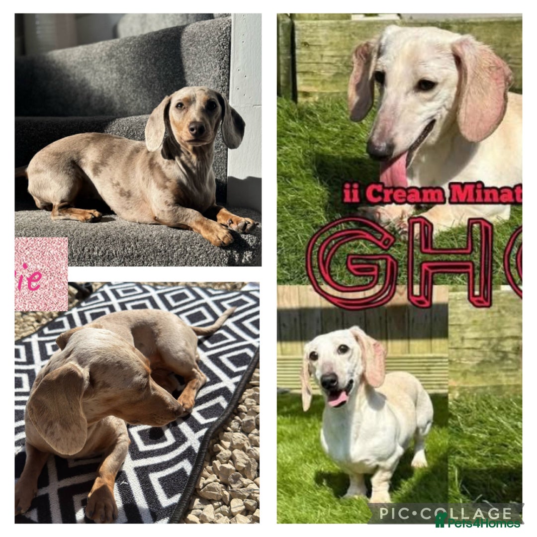 Miniature Dachshund dogs for sale: Miniature dachshund  - Image 4