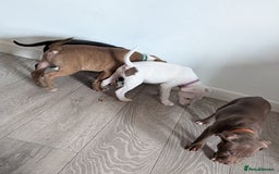 Mixed Breed dogs for sale: American bulldog x staffie, Ready to leave!! - Image 5