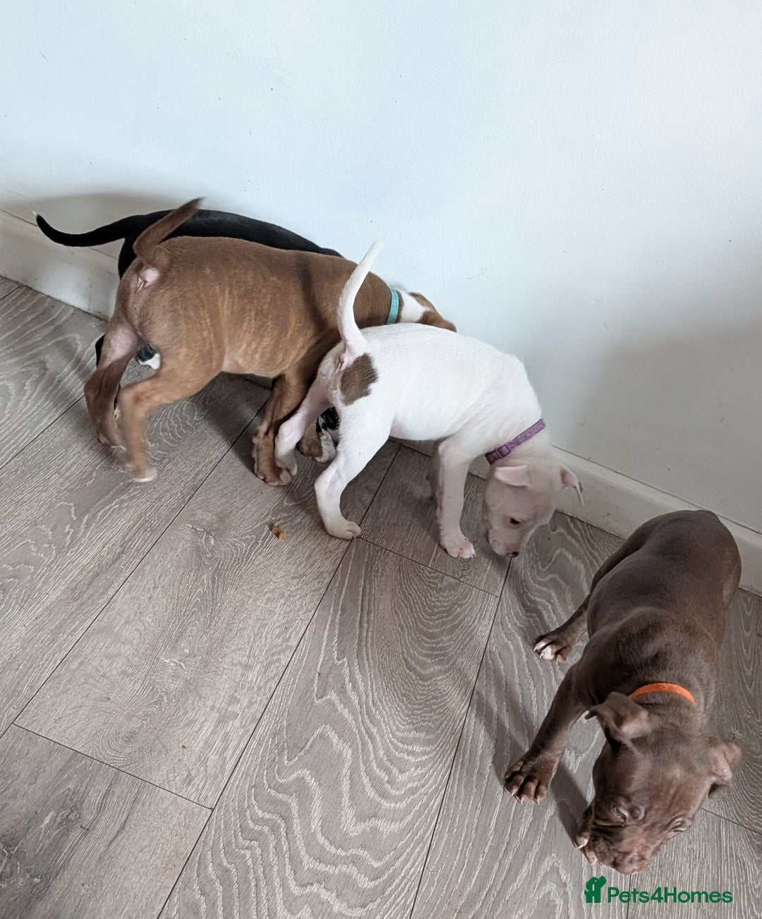 Mixed Breed dogs for sale: American bulldog x staffie, Ready to leave!! - Image 5