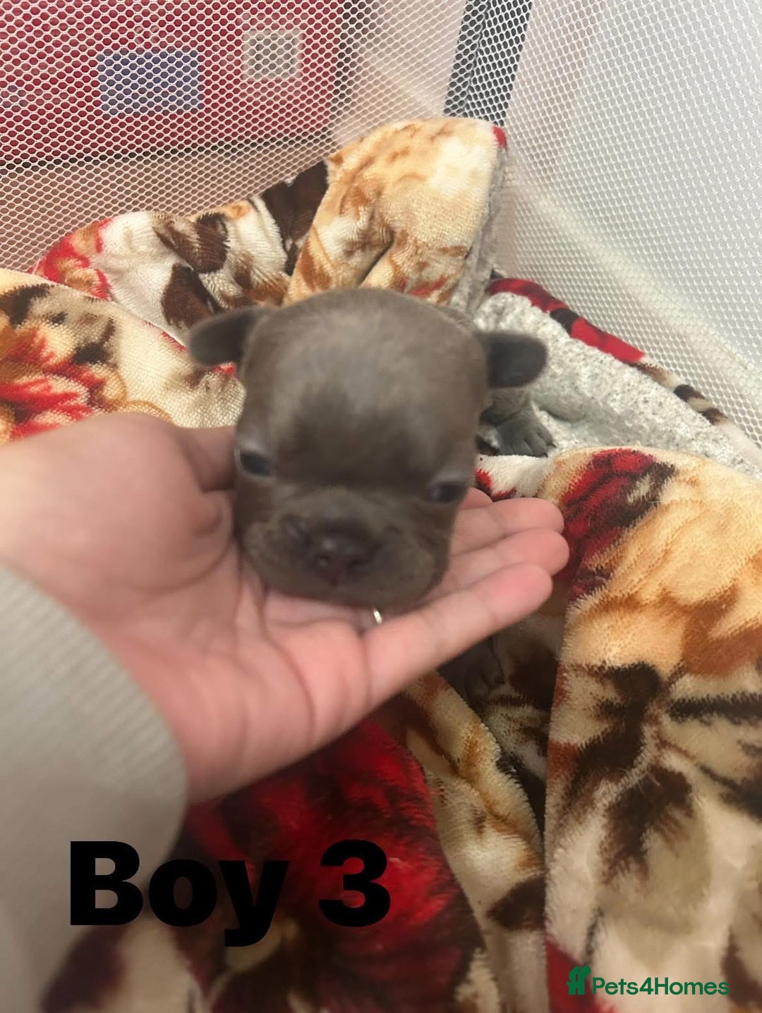 French Bulldog dogs for sale: French Bulldog Pups for sale - Image 9
