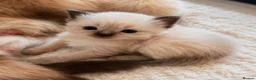 Ragdoll cats for sale: •Beautiful Luxury Ragdoll Kittens• in Borehamwood - Advert 2