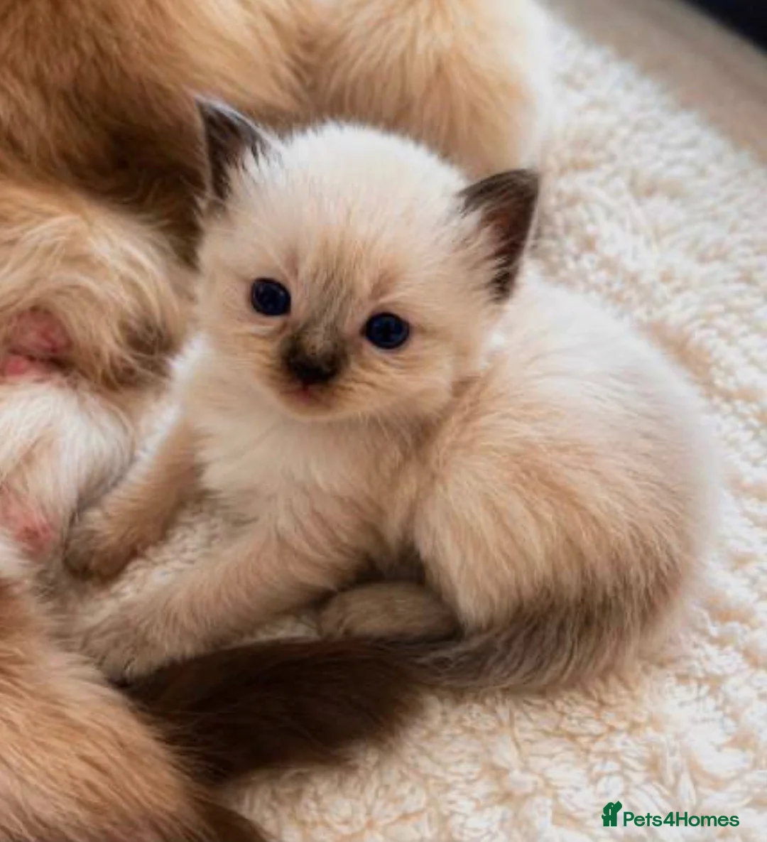 Ragdoll cats for sale: •Beautiful Luxury Ragdoll Kittens• in Borehamwood - Advert 2