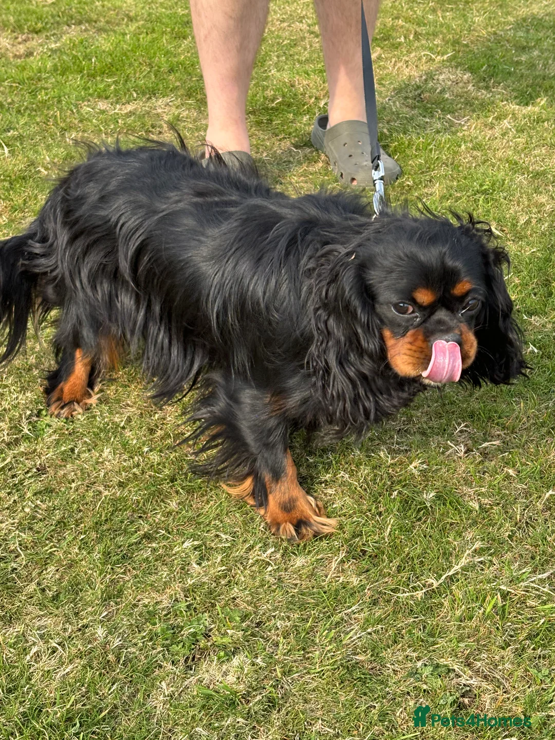 Cavalier King Charles Spaniel dogs for stud: Fully health tested Black and Tan stud.  in Wrexham - Advert 13