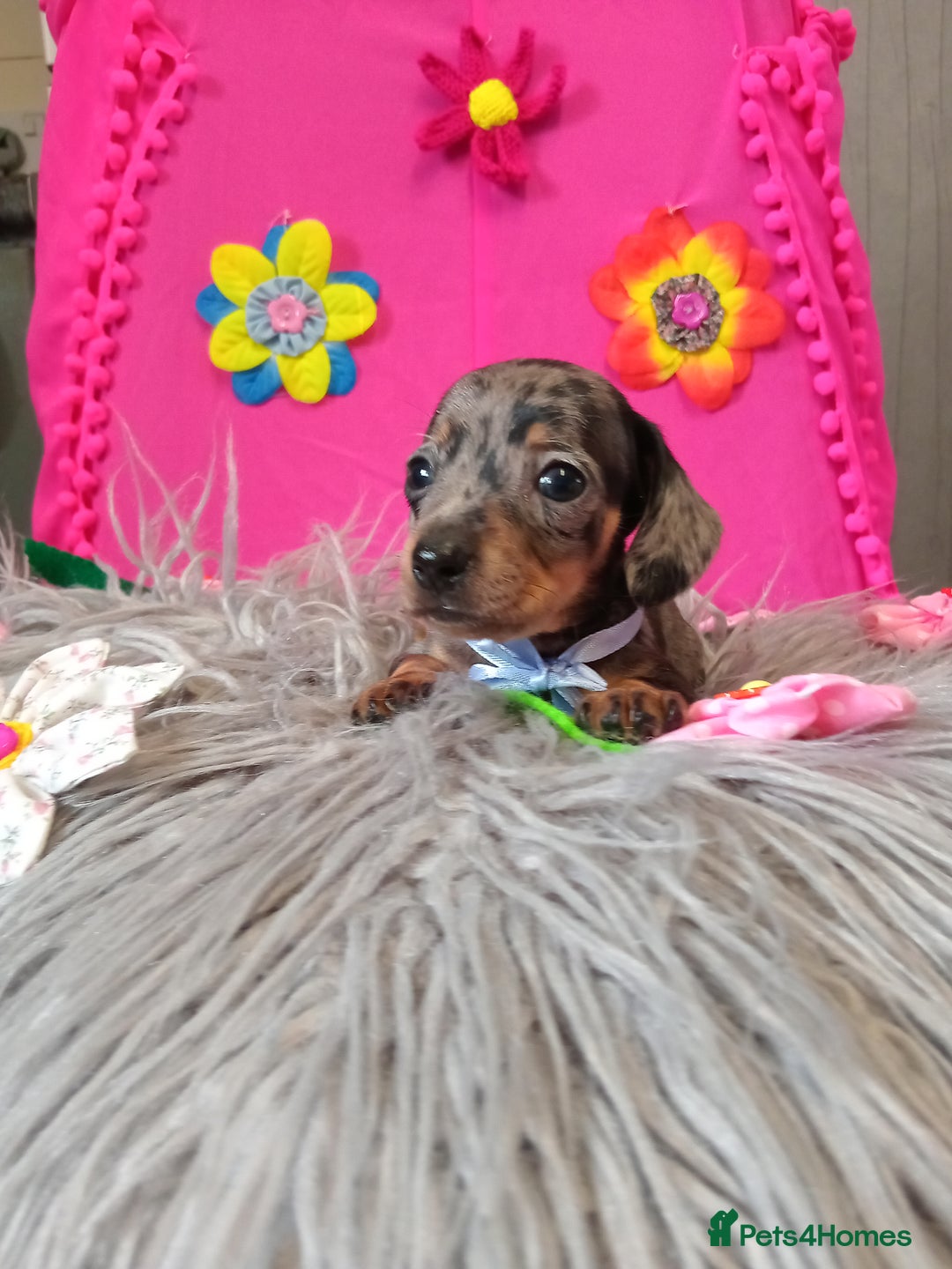 Miniature Dachshund dogs for sale: 3 MINIATURE DUSCHUND PUPPIES  - Image 11